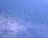 Vista dal basso di una formazione di elicotteri che disegna nel cielo le iniziali AM dell'Aeronautica Militare. Questa immagine s'ingrandisce in una nuova finestra
